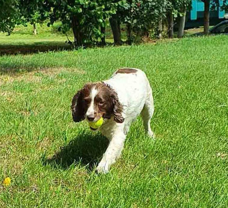 Mitzi Testing The New Big Game Hunters Dog Tennis Balls