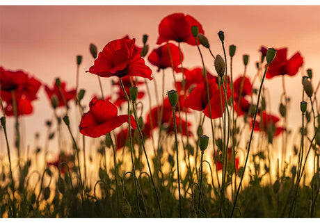 The England Football Team, A Poppy And The Simple Solution