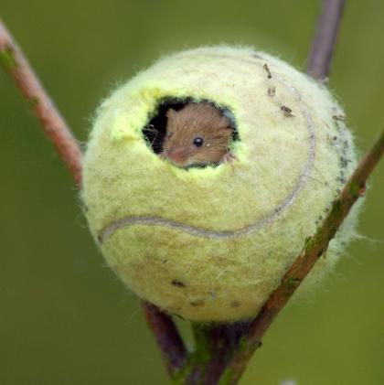 How To Make Use Of Old Tennis Balls